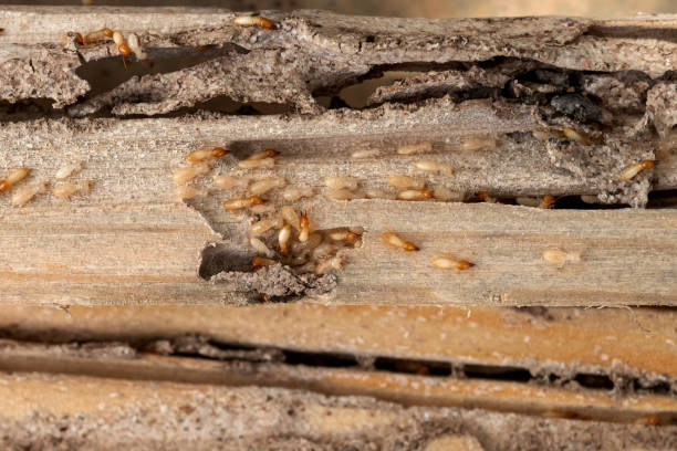 Best Spider Control Near Me  in Roy, UT