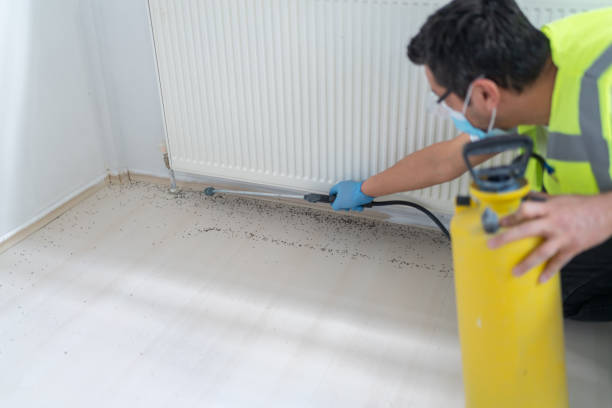 Best Flea Control Services  in Roy, UT