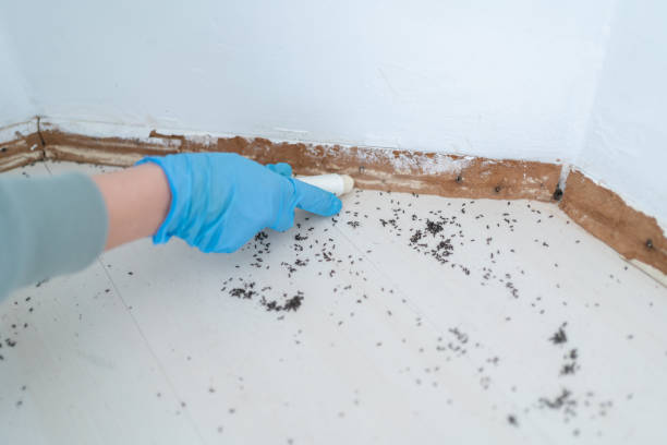 Best Pest Control for Businesses  in Roy, UT